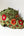 Embroidered Trim - Tropics