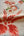 Coral Peacock - Found & Gathered Bundle