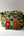 Embroidered Trim - Summer Garden